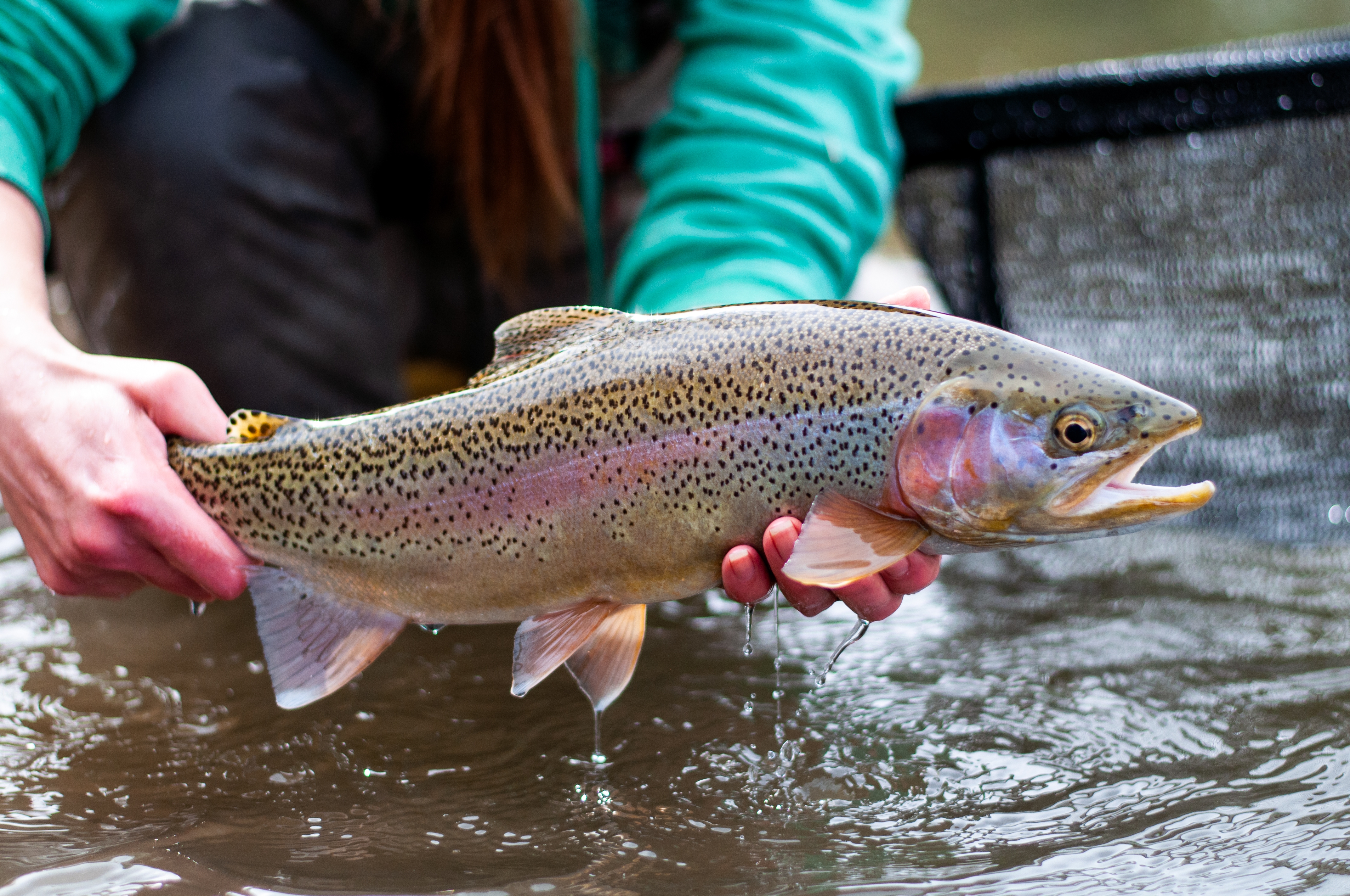 Trout Fish